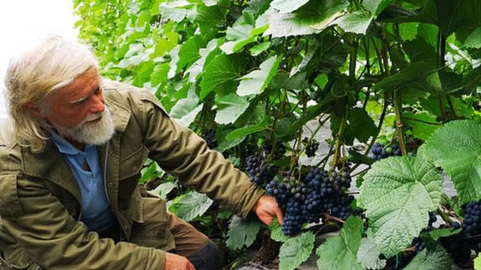 Mudanças climáticas: ‘agora produzimos vinho na Noruega’