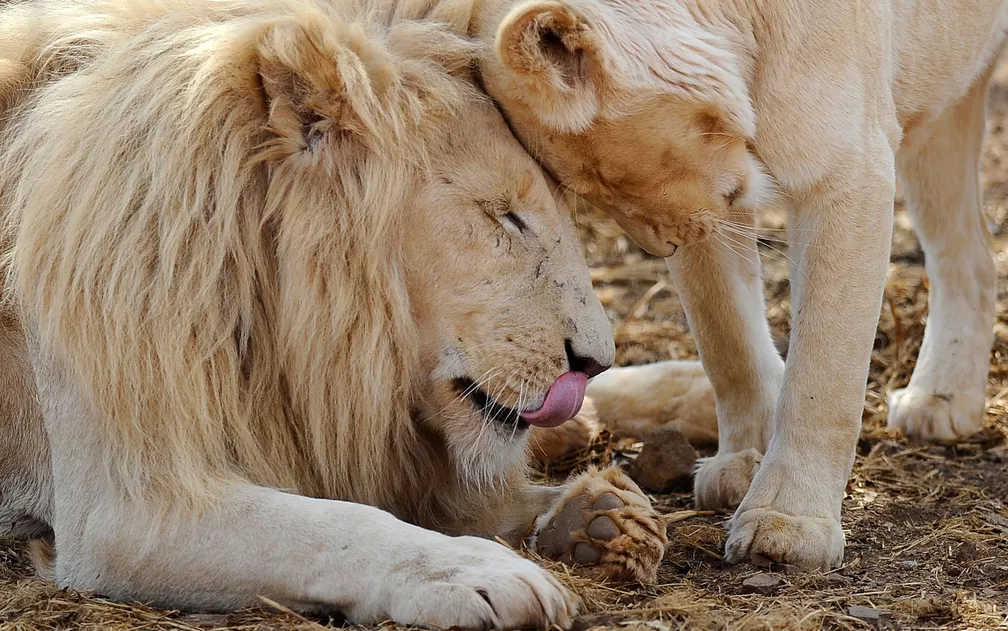 Ocitocina, o ‘hormônio do amor’, incentiva laços sociais e ajuda na conservação de leões ferozes