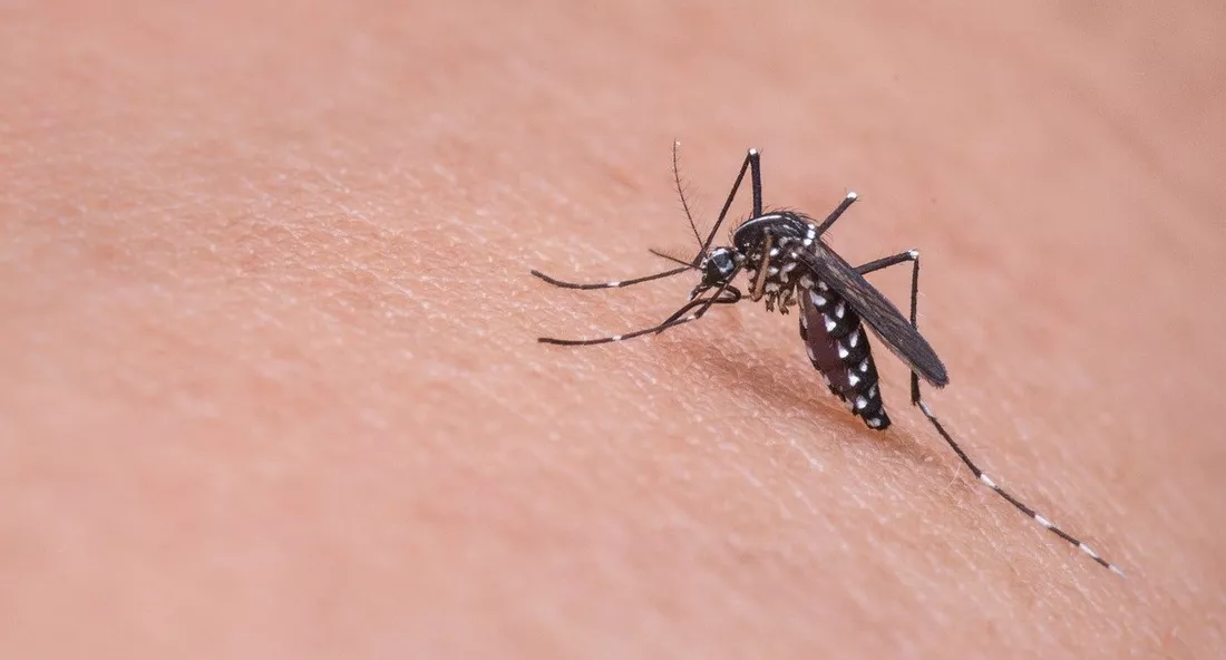 Chikungunya: Salgueiro e Petrolina entre 10 cidades do País com mais casos; uma morte foi notificada