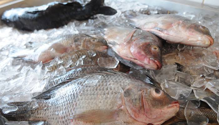 Prefeitura realiza I Feira de Pescados de Goiana